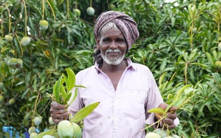 मालदीव में मिलेगी कर्नाटक के नीलम और तोतापरी आमों की मिठास